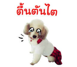 Dog Poodle Brown sticker #14123953