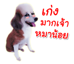 Dog Poodle Brown sticker #14123957