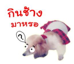 Dog Poodle Brown sticker #14123958