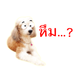 Dog Poodle Brown sticker #14123962