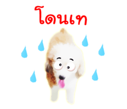 Dog Poodle Brown sticker #14123963