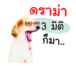 Dog Poodle Brown sticker #14123964