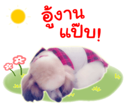 Dog Poodle Brown sticker #14123965