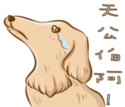 happy dachshund sticker #14331105