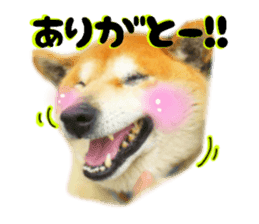 Japanese dog SHIBASHIBA 2 sticker #15606858