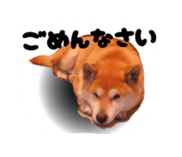 Japanese dog SHIBASHIBA 2 sticker #15606859