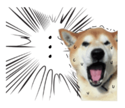 Japanese dog SHIBASHIBA 2 sticker #15606860