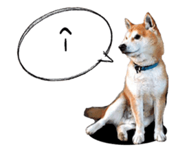 Japanese dog SHIBASHIBA 2 sticker #15606861