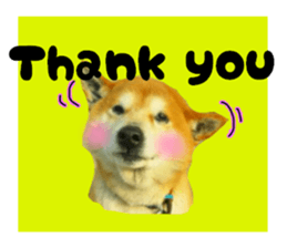 Japanese dog SHIBASHIBA 2 sticker #15606862