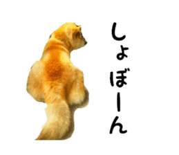 Japanese dog SHIBASHIBA 2 sticker #15606863