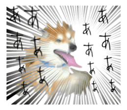 Japanese dog SHIBASHIBA 2 sticker #15606864
