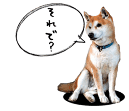 Japanese dog SHIBASHIBA 2 sticker #15606865