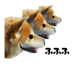Japanese dog SHIBASHIBA 2 sticker #15606866