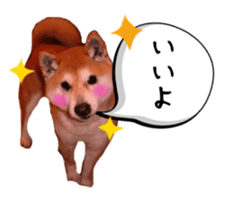 Japanese dog SHIBASHIBA 2 sticker #15606867