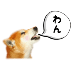 Japanese dog SHIBASHIBA 2 sticker #15606868