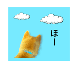 Japanese dog SHIBASHIBA 2 sticker #15606869