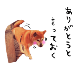 Japanese dog SHIBASHIBA 2 sticker #15606870