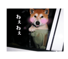 Japanese dog SHIBASHIBA 2 sticker #15606871