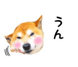 Japanese dog SHIBASHIBA 2 sticker #15606874