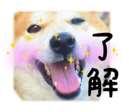 Japanese dog SHIBASHIBA 2 sticker #15606875