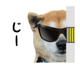 Japanese dog SHIBASHIBA 2 sticker #15606876