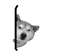 Japanese dog SHIBASHIBA 2 sticker #15606877