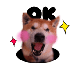Japanese dog SHIBASHIBA 2 sticker #15606878