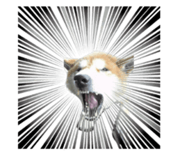 Japanese dog SHIBASHIBA 2 sticker #15606879