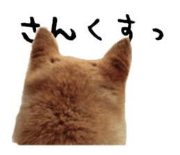 Japanese dog SHIBASHIBA 2 sticker #15606881
