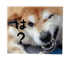 Japanese dog SHIBASHIBA 2 sticker #15606882