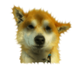 Japanese dog SHIBASHIBA 2 sticker #15606883