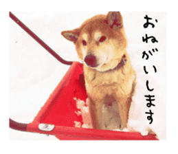 Japanese dog SHIBASHIBA 2 sticker #15606884