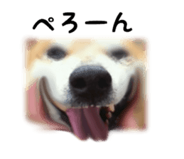 Japanese dog SHIBASHIBA 2 sticker #15606887
