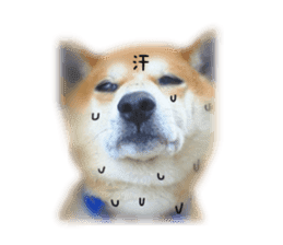 Japanese dog SHIBASHIBA 2 sticker #15606888