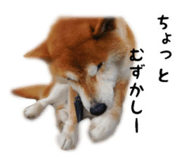 Japanese dog SHIBASHIBA 2 sticker #15606889