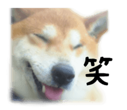 Japanese dog SHIBASHIBA 2 sticker #15606890