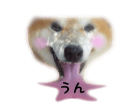 Japanese dog SHIBASHIBA 2 sticker #15606891