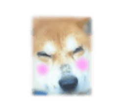 Japanese dog SHIBASHIBA 2 sticker #15606892