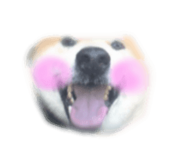 Japanese dog SHIBASHIBA 2 sticker #15606893