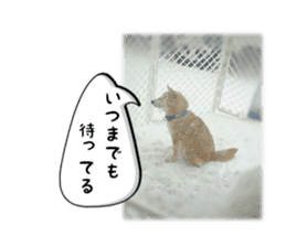 Japanese dog SHIBASHIBA 2 sticker #15606897