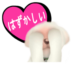 Happiness of the Maltese dog sticker #1832414