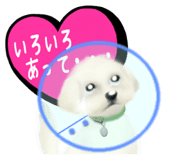 Happiness of the Maltese dog sticker #1832423