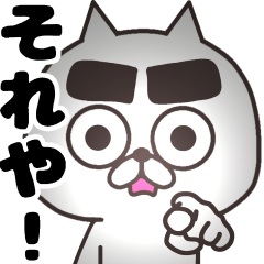 The cat of thick eyebrows