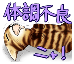 003_Bengal Cat Oscar Sticker sticker #8718775