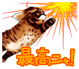 003_Bengal Cat Oscar Sticker sticker #8718777