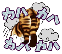 003_Bengal Cat Oscar Sticker sticker #8718789