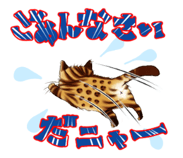 003_Bengal Cat Oscar Sticker sticker #8718799