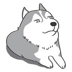 HAHA the Miracle Husky