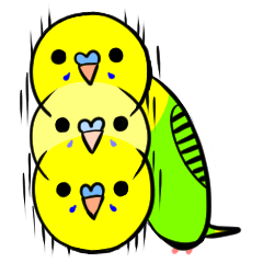 crazy bobbing budgie