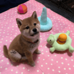 Shibainu puppy 2